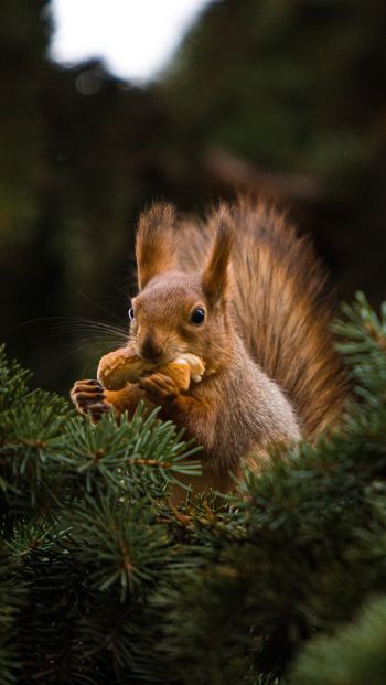squirrel, redhead, spruce Wallpaper 640x1136