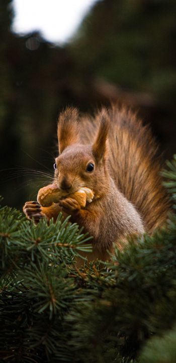 squirrel, redhead, spruce Wallpaper 1080x2220