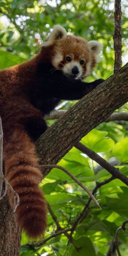 red panda, wildlife Wallpaper 720x1440