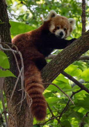 Обои 1668x2388 красная панда, дикая природа