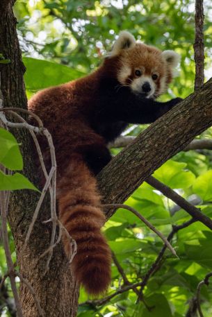 red panda, wildlife Wallpaper 2333x3500