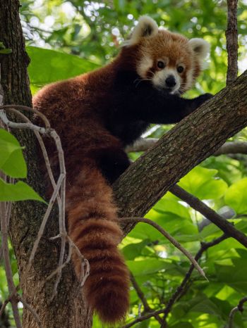 Обои 1668x2224 красная панда, дикая природа