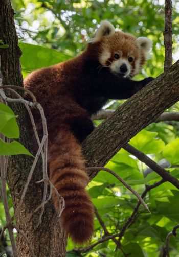 Обои 1640x2360 красная панда, дикая природа