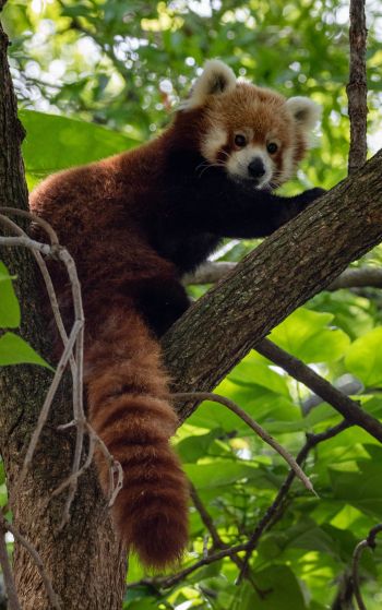 red panda, wildlife Wallpaper 1752x2800