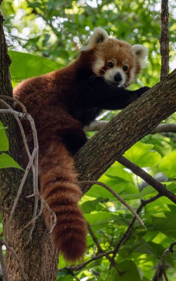 red panda, wildlife Wallpaper 1200x1920