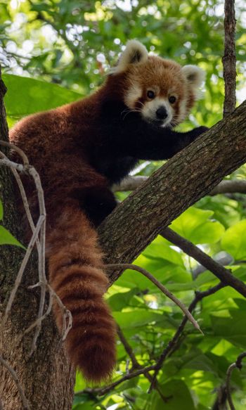 red panda, wildlife Wallpaper 1200x2000