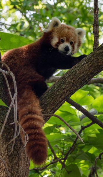 red panda, wildlife Wallpaper 600x1024