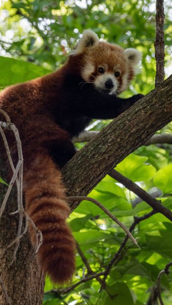 red panda, wildlife Wallpaper 640x1136