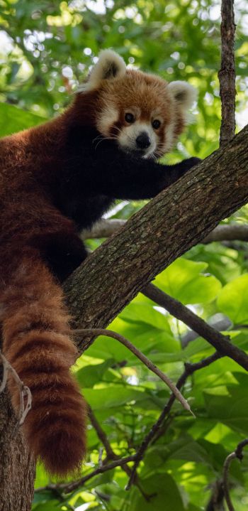 red panda, wildlife Wallpaper 1440x2960
