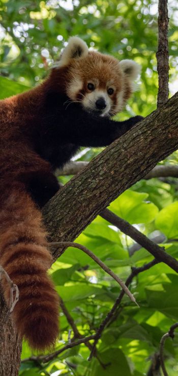 Обои 720x1520 красная панда, дикая природа