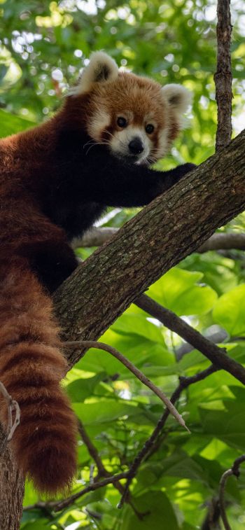 Обои 1125x2436 красная панда, дикая природа