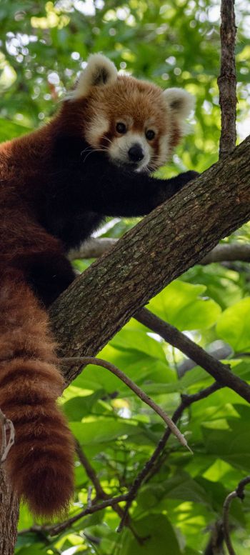Обои 1080x2400 красная панда, дикая природа