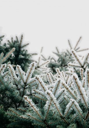 winter, branches, spruce, snow Wallpaper 1640x2360