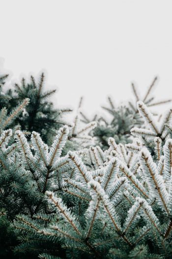 winter, branches, spruce, snow Wallpaper 640x960