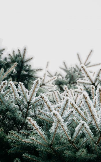 winter, branches, spruce, snow Wallpaper 800x1280