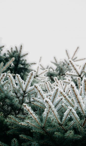 winter, branches, spruce, snow Wallpaper 600x1024