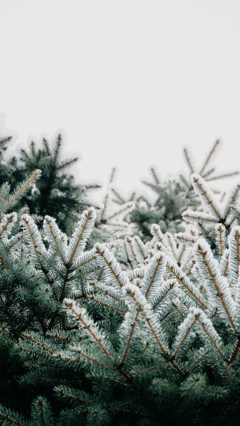 winter, branches, spruce, snow Wallpaper 640x1136