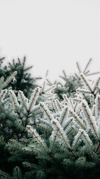 winter, branches, spruce, snow Wallpaper 1440x2560