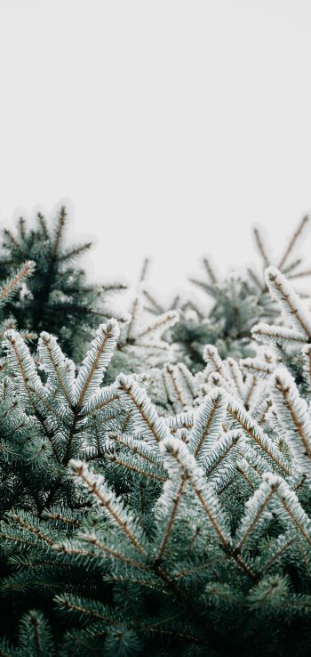 winter, branches, spruce, snow Wallpaper 1080x2280