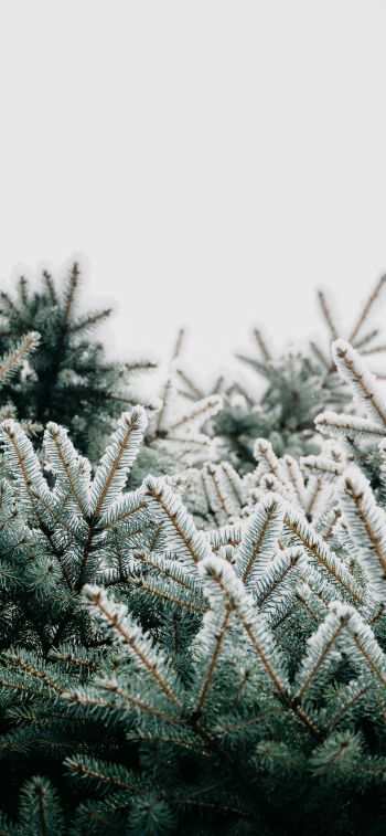 winter, branches, spruce, snow Wallpaper 828x1792
