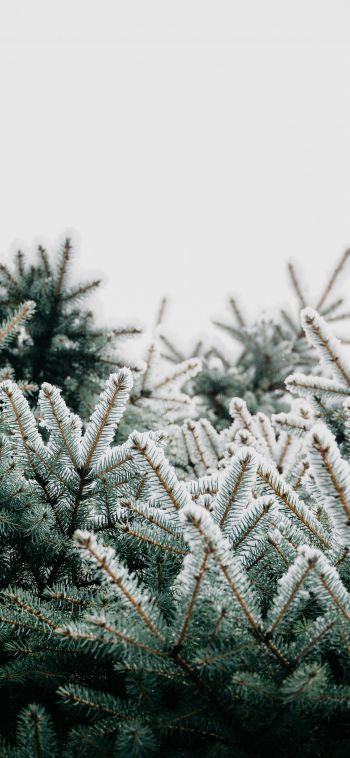 winter, branches, spruce, snow Wallpaper 1080x2340