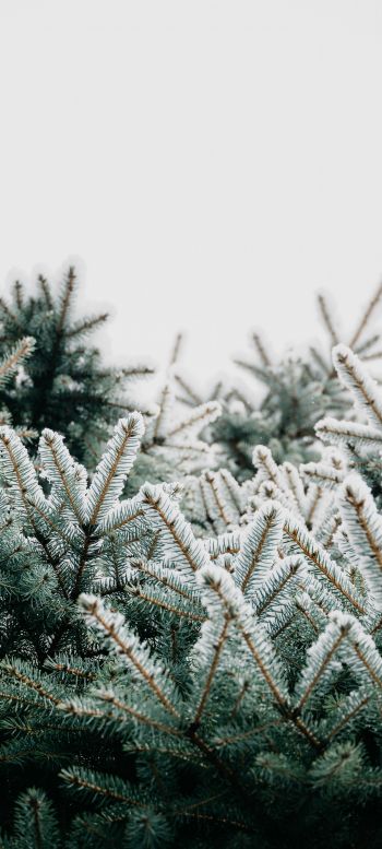 winter, branches, spruce, snow Wallpaper 1080x2400