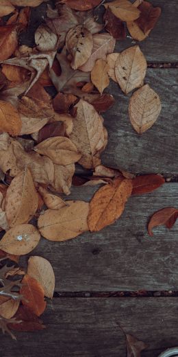 autumn, leaves, yellow leaf Wallpaper 720x1440