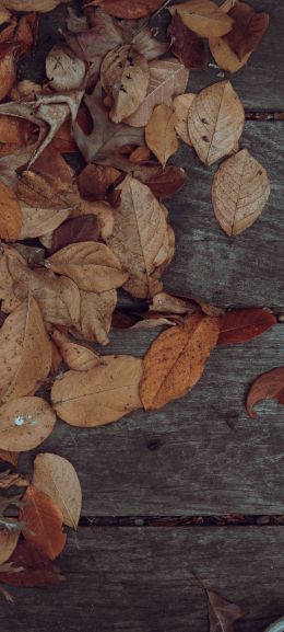 autumn, leaves, yellow leaf Wallpaper 720x1600