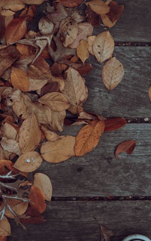 autumn, leaves, yellow leaf Wallpaper 1752x2800