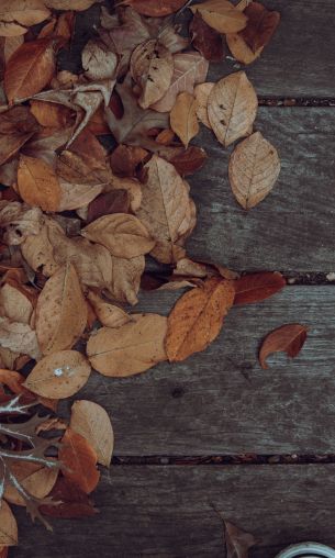 autumn, leaves, yellow leaf Wallpaper 1200x2000