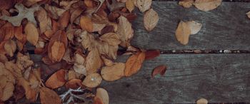 autumn, leaves, yellow leaf Wallpaper 3440x1440