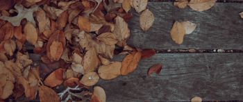 autumn, leaves, yellow leaf Wallpaper 2560x1080
