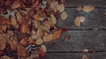 autumn, leaves, yellow leaf Wallpaper 3840x2160