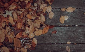 autumn, leaves, yellow leaf Wallpaper 2560x1600