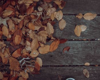 autumn, leaves, yellow leaf Wallpaper 1280x1024