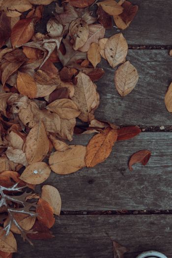 autumn, leaves, yellow leaf Wallpaper 640x960