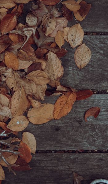 autumn, leaves, yellow leaf Wallpaper 600x1024