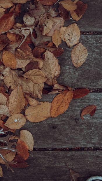autumn, leaves, yellow leaf Wallpaper 640x1136
