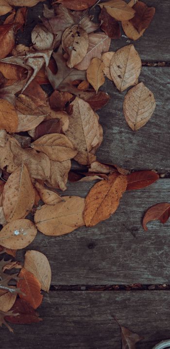 autumn, leaves, yellow leaf Wallpaper 1080x2220