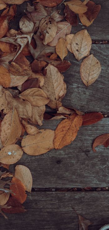 autumn, leaves, yellow leaf Wallpaper 1080x2280