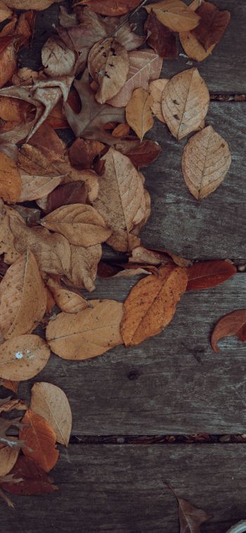 autumn, leaves, yellow leaf Wallpaper 1080x2340