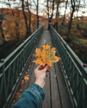 autumn leaf, maple, bridge, autumn, forest Wallpaper 3600x4500