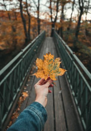 autumn leaf, maple, bridge, autumn, forest Wallpaper 1640x2360
