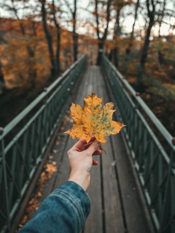 autumn leaf, maple, bridge, autumn, forest Wallpaper 1620x2160