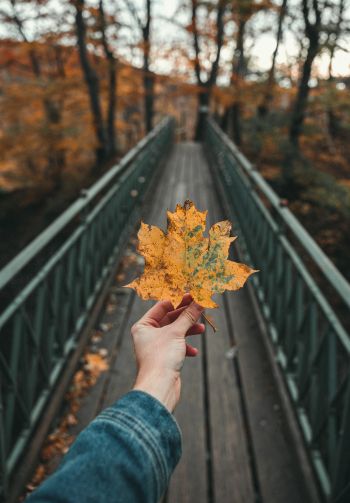 autumn leaf, maple, bridge, autumn, forest Wallpaper 1640x2360