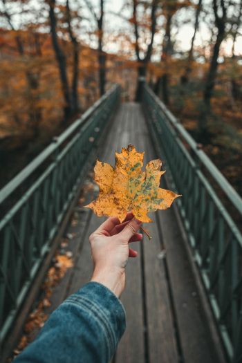 autumn leaf, maple, bridge, autumn, forest Wallpaper 640x960