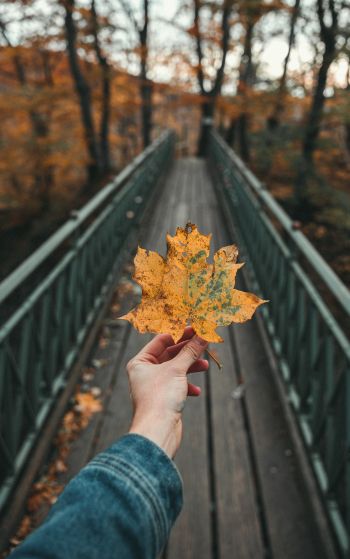 autumn leaf, maple, bridge, autumn, forest Wallpaper 1752x2800