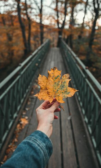 autumn leaf, maple, bridge, autumn, forest Wallpaper 1200x2000