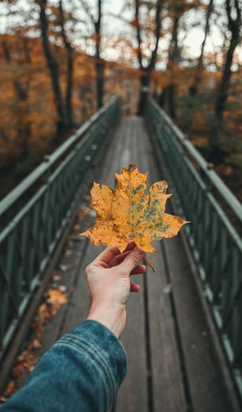 autumn leaf, maple, bridge, autumn, forest Wallpaper 600x1024