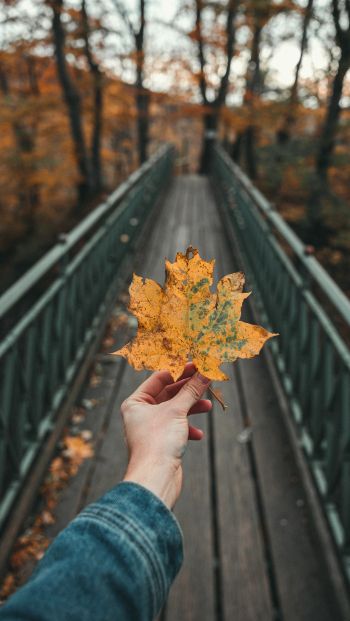 autumn leaf, maple, bridge, autumn, forest Wallpaper 640x1136